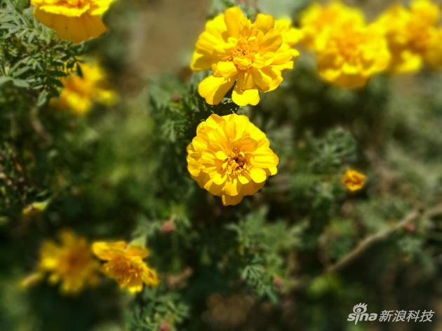 荣耀畅玩6x参数配置详情,荣耀畅享6x参数配置