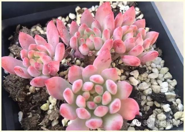 才离家半个月，回来后看到家里的多肉一阵狂喜~