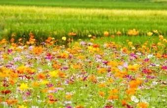 头条|再有人说广西没有秋天，就把这条微信甩给TA看！