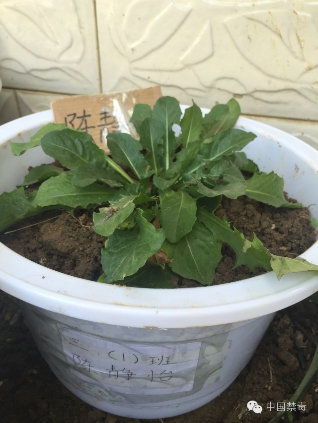 瀵掗棬鐣欏畧鍎跨鍦嗘ⅵ鍖楀ぇ,瀵掗棬鐣欏畧鍎跨琛ㄧ幇