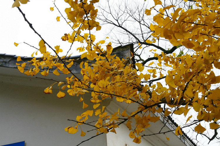 长沙的秋天去哪了,长沙秋天适合去的地方