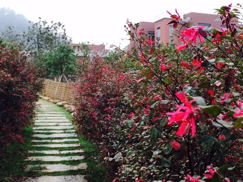 漫山蓝莓田、黑松林之间，这100户人家的乌托邦，邀你来做“后天亲人”