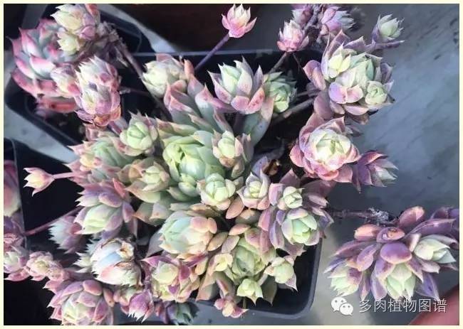才离家半个月，回来后看到家里的多肉一阵狂喜~
