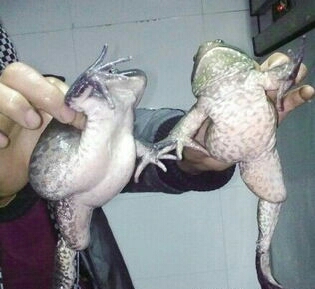 日本二战核辐射是哪个地方,二战期间日本受核武器影响的人