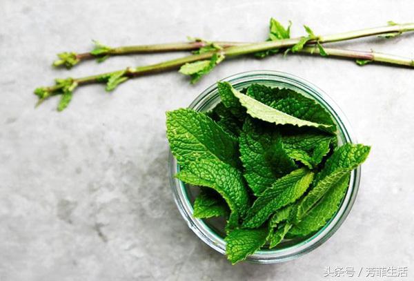 薄荷水培扦插方法全过程,水培植物薄荷