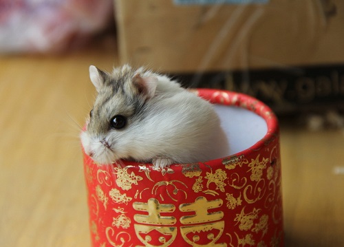 如何让仓鼠不往笼子上尿尿,如何让仓鼠去指定的位置上厕所