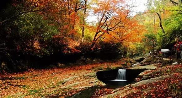 来黎坪看漫天红叶倾尽一城秋色,黎坪红叶照片