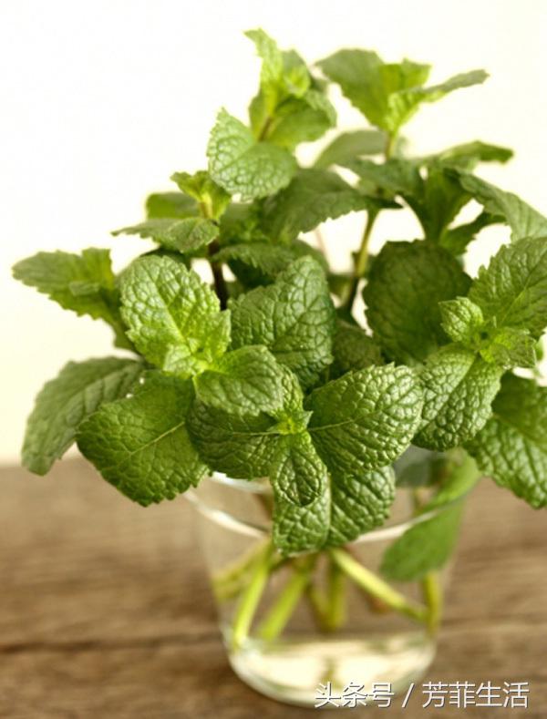 薄荷水培扦插方法全过程,水培植物薄荷