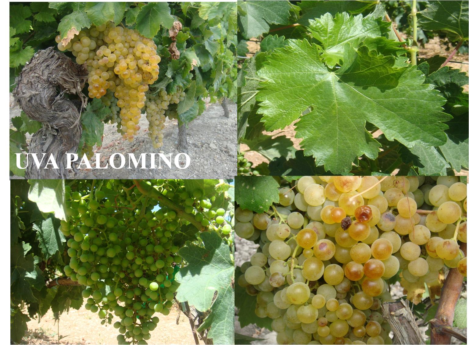 胖厨辣味菜,奶油雪莉酒西班牙