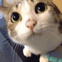 猫粮推荐最好的,2岁的猫咪适合吃什么猫粮