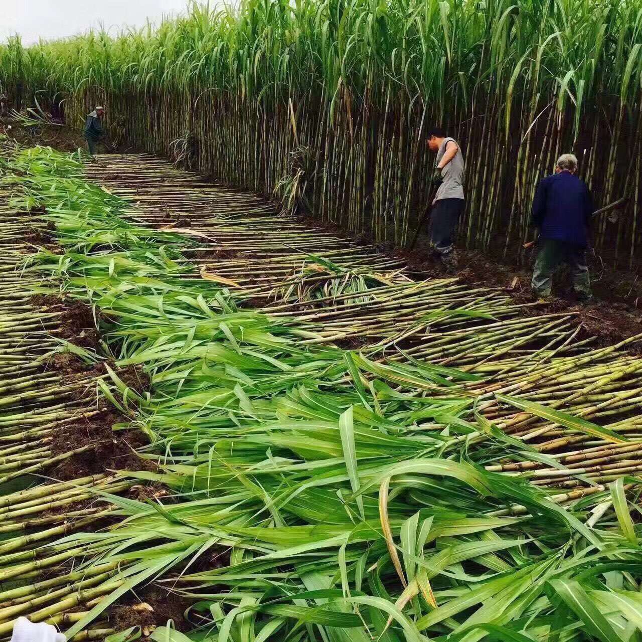 吃了那么多年的糖,吃了这么多年的红枣