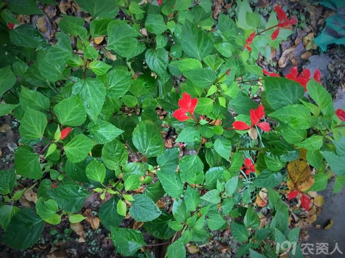 常见野生红花,常见的野红花