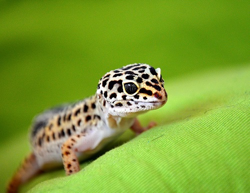 危险蜥蜴,蜥蜴遇到危险回缩成一团