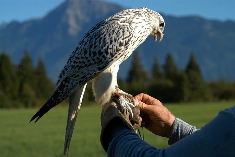 john加拿大,矛隼孵化过程