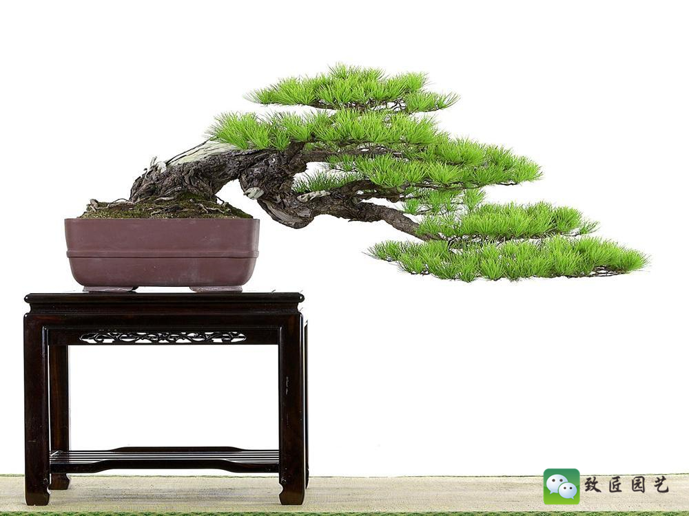 黑松盆景获奖作品 (金奖文人黑松盆景精品)