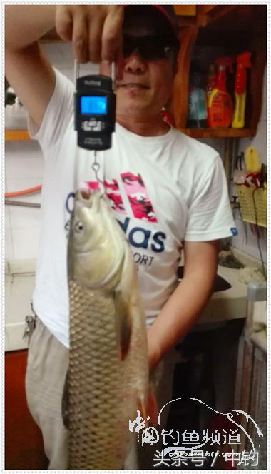 菜地钓鲫鱼绝密技巧,菜地钓白条视频大全