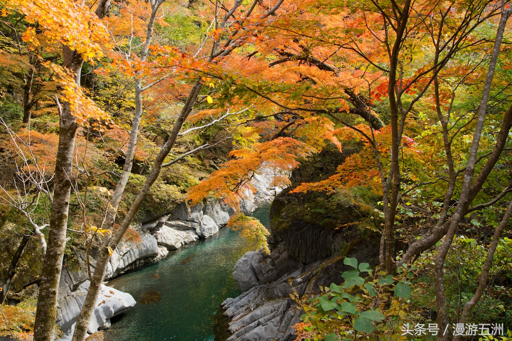 日本赏樱的最佳时间,日本赏枫最佳方法