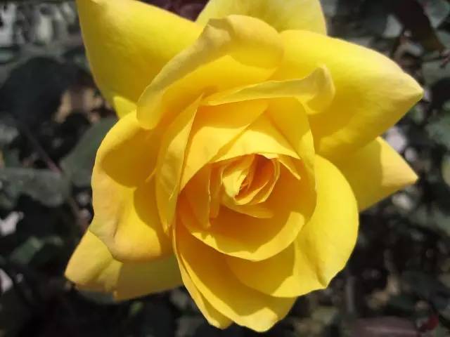 每一种玫瑰代表着不同含义,每一种花都有不同的花语