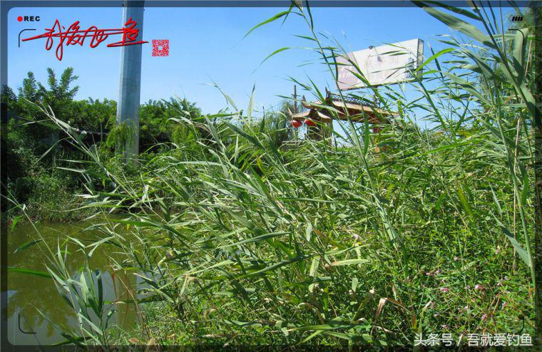 原创我爱飞鱼耍耍耍