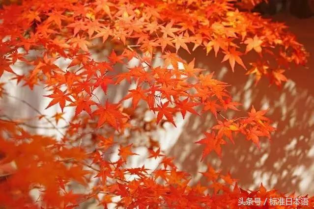 标准日本语第11课基本课文3,标准日本语初级第11课课件