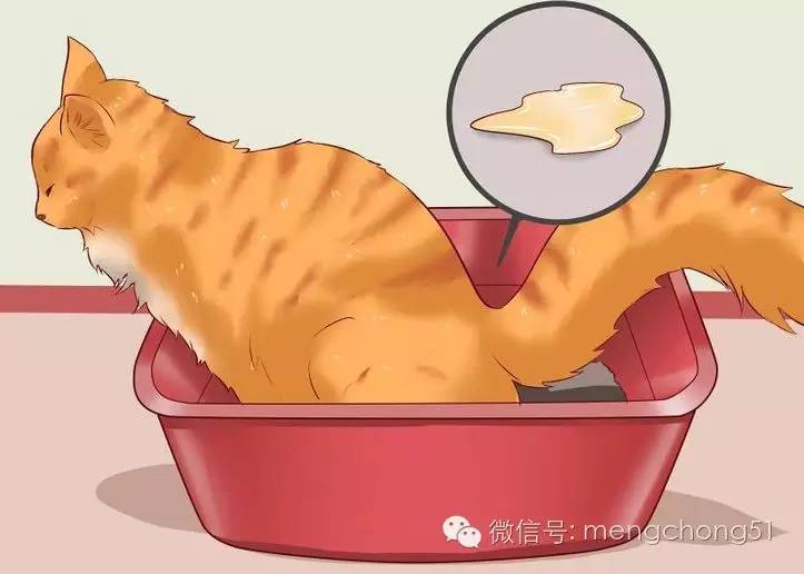 猫咪拉肚子怎么补救,猫咪拉肚子怎么治