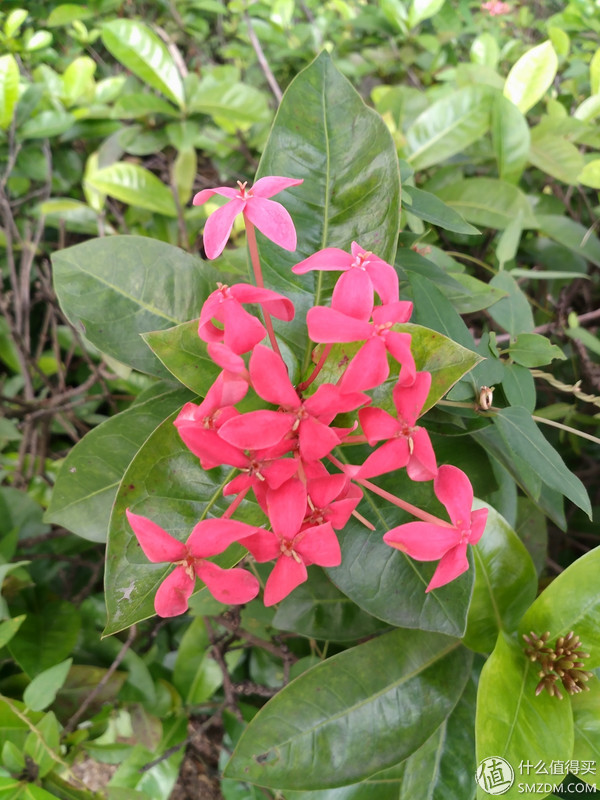 小米5s怎么样,小米s55对比小米555