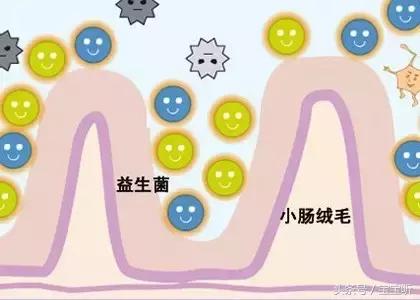 抗过敏益生菌十大排行,十大抗过敏益生菌排名