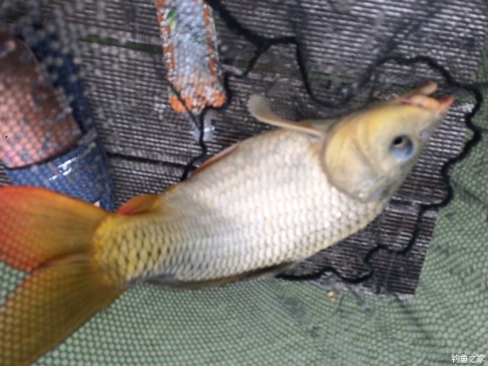 新手入门鱼竿推荐品牌,新手入门推荐鱼竿