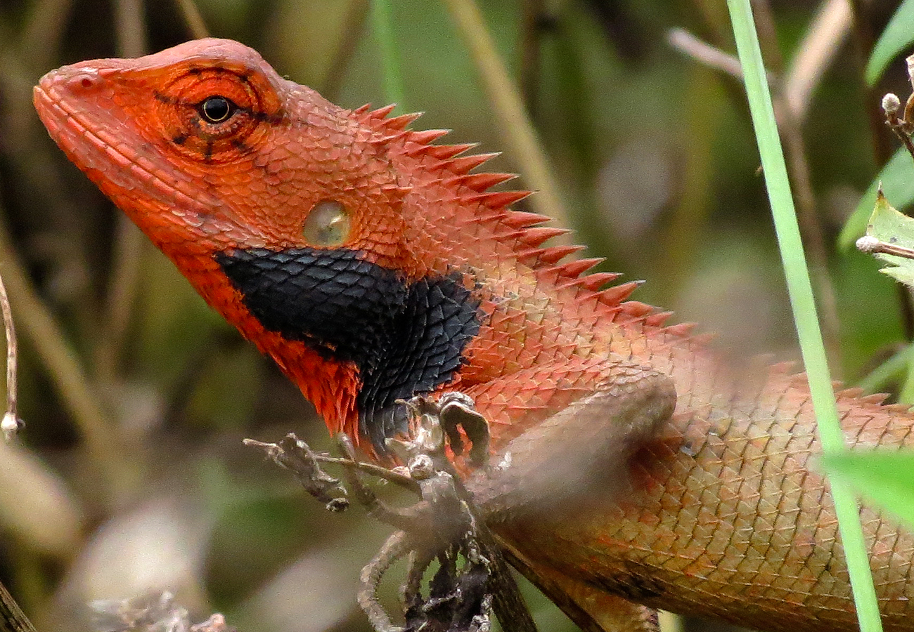 那些年的神级狗狗,那些年养过的电子宠物
