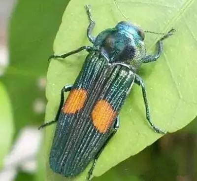 那些年的神级狗狗,那些年养过的电子宠物