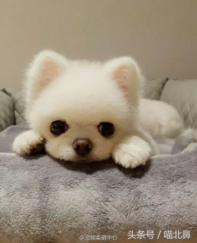 小猫吃猫砂会中毒吗,猫奴求助