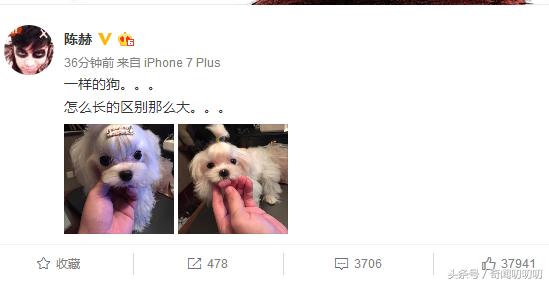 陈赫官宣生二胎了吗,陈赫官宣二胎成功了吗