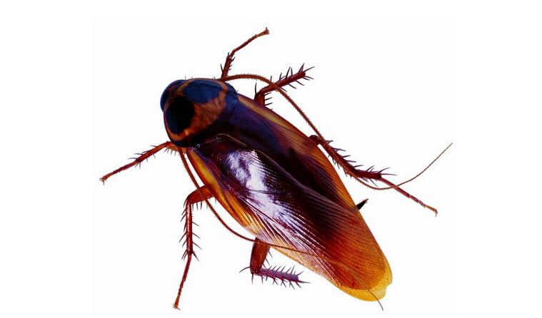 蟑螂横行怎么办5个妙招消灭“不死小强”