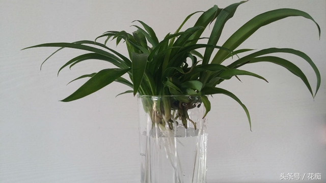 水培吊兰怎么才能长得茂盛,金鱼吊兰水培能茂盛吗