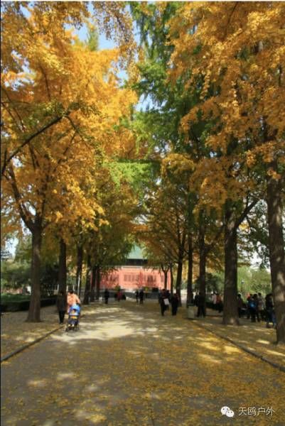 河南最好的红叶银杏叶在哪 (深秋河南哪里可以看银杏)