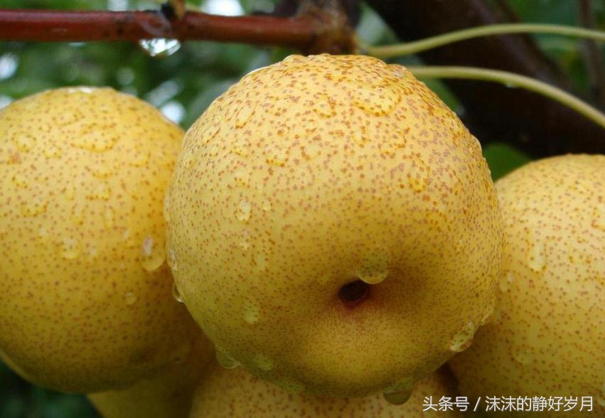 孕妈最适宜吃的秋季水果,孕妇秋天干燥吃什么食物最好