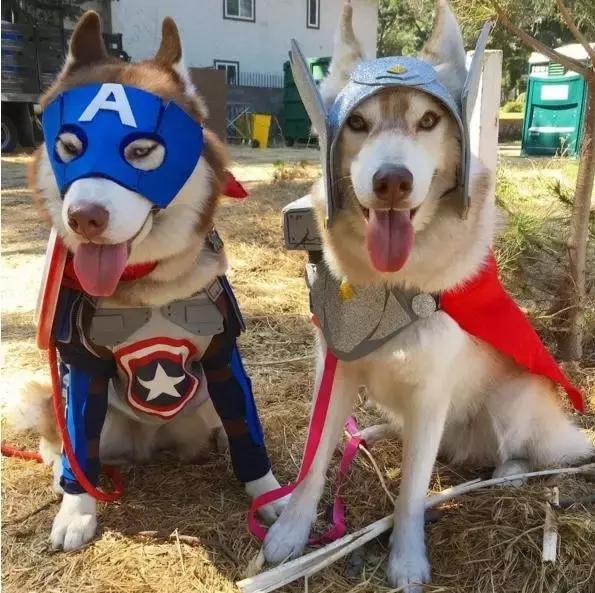 被三只狗养大的猫,被哈士奇养大的拉布拉多