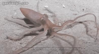 1分钟剥鸡蛋视频,1分钟快速剥鸡蛋方法