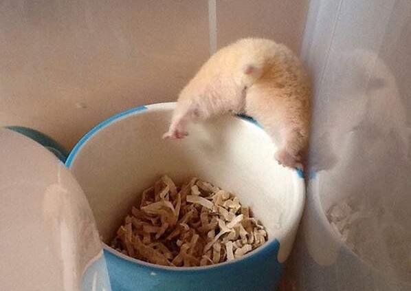 仓鼠就是贪吃爱睡的小萌物你真的都了解它们的习性吗？
