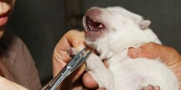 狗狗断狼趾从哪开始剪,狗狗狼趾可以跟断尾一样操作吗