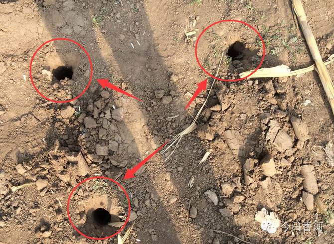 盗墓到底是如何进行的,盗墓为什么这么厉害