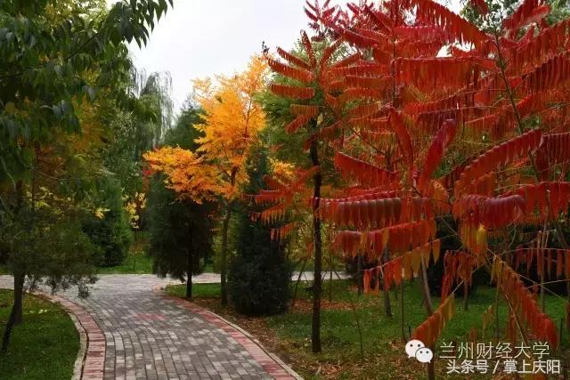 在兰财的一天vlog,在兰大秋天的感受