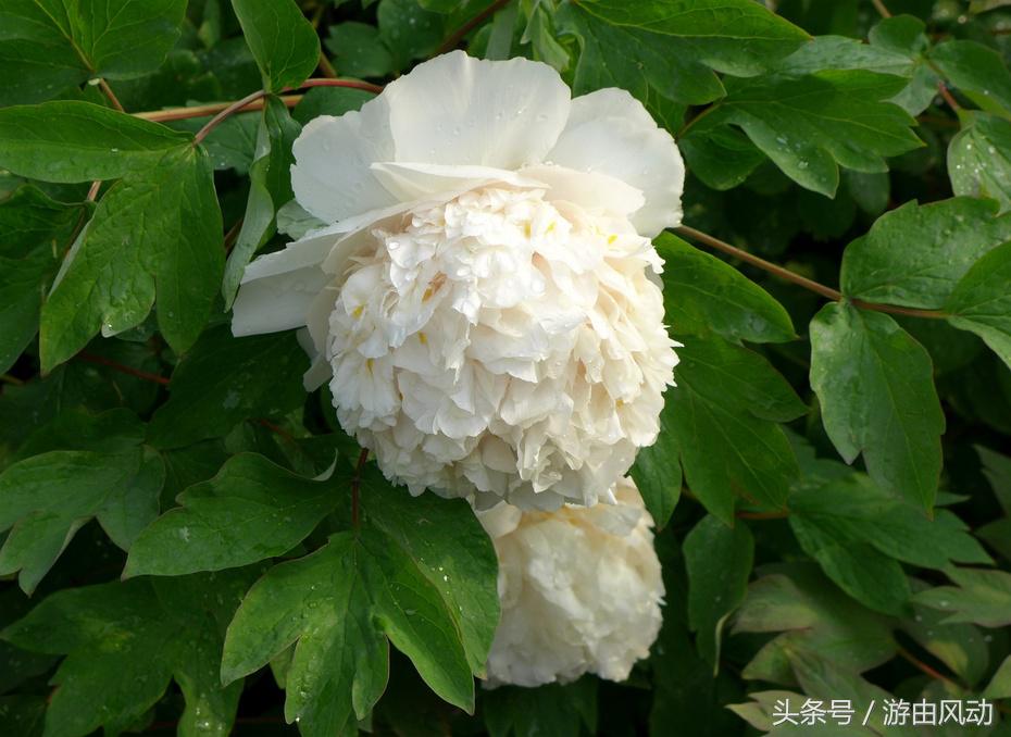 洛阳国际牡丹园门票,洛阳国际牡丹园图