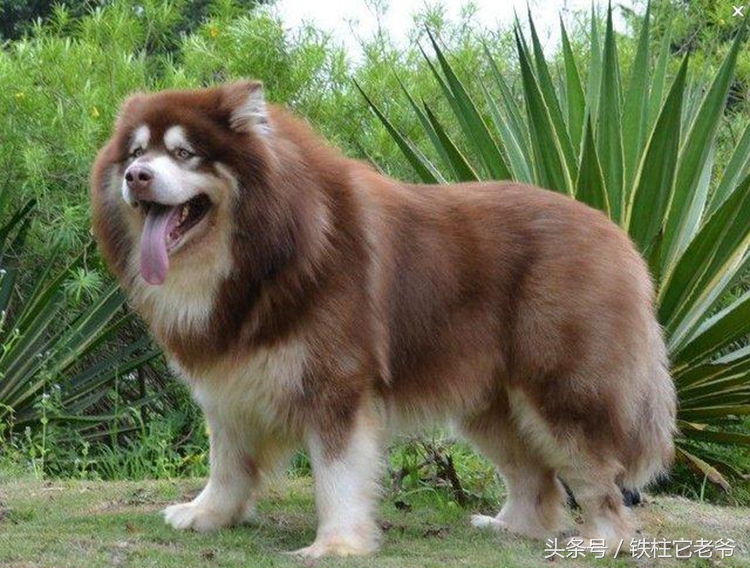 最快上车的阿拉斯加,来不及了快上车配音