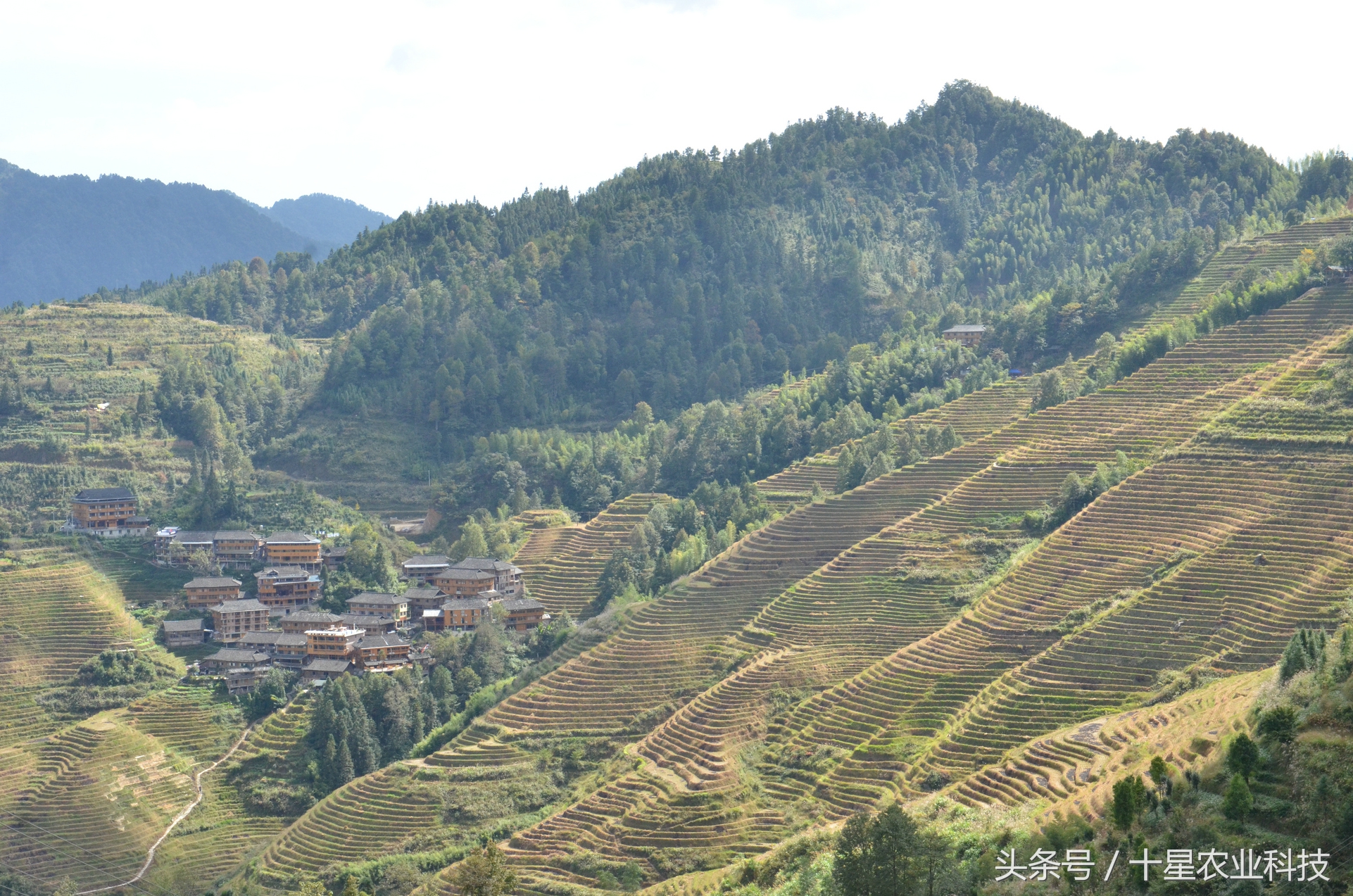 龙胜瑶族大寨龙脊梯田，原创拍摄几十图，有美女出镜哦！
