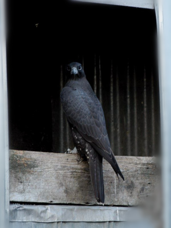 john加拿大,矛隼孵化过程