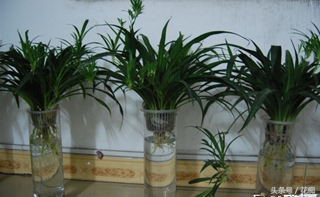 水培吊兰长根然后再栽在土里,怎样水培吊兰长得更好