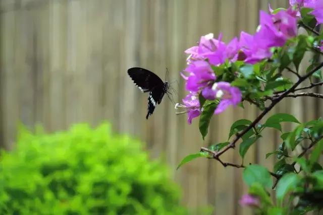一个隐匿的世外桃源,一间隐藏在市区民宿