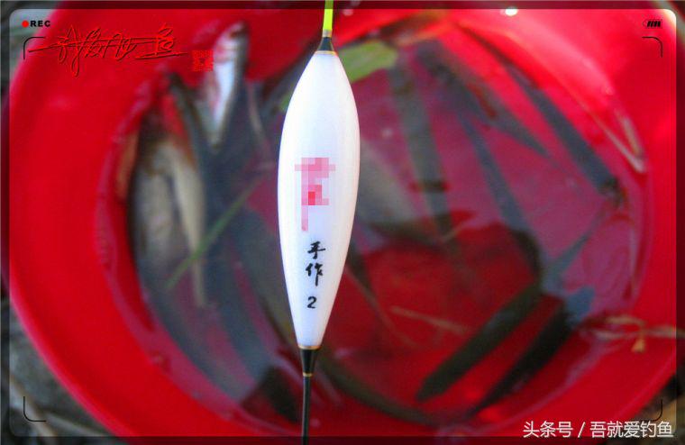 原创我爱飞鱼耍耍耍