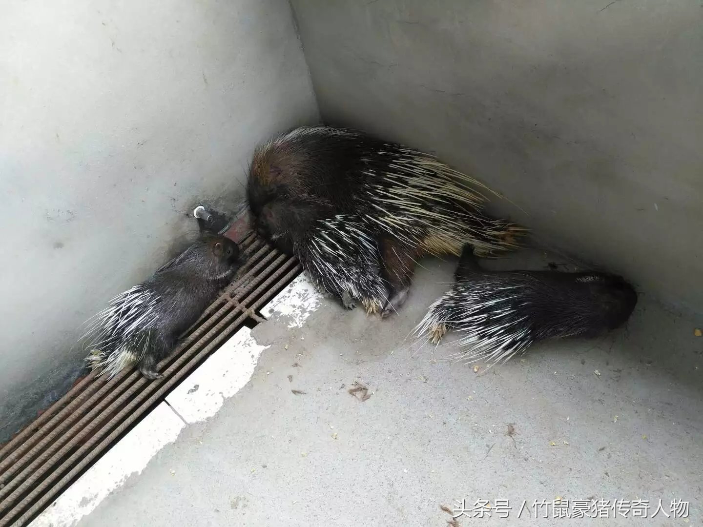 养豪猪是不是骗局,养殖豪猪的前景怎么样